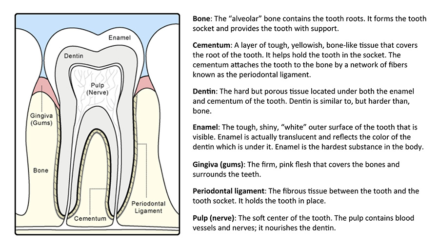 Tooth Organ Chart