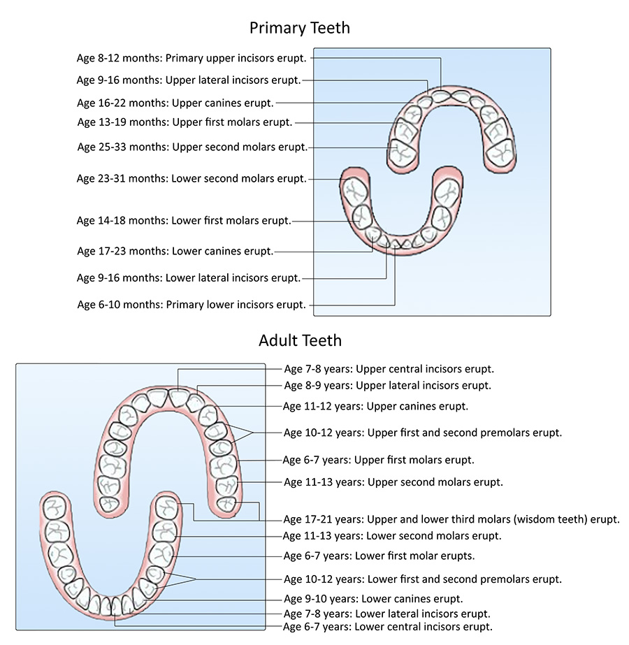 Secondary Teeth Eruption Chart